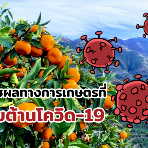 6 พืชผลทางการเกษตรที่ช่วยต้านโควิด-19