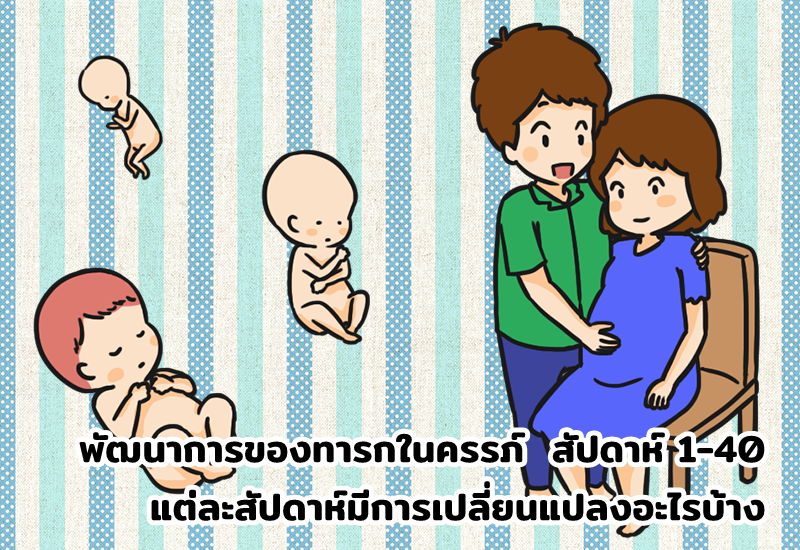 พัฒนาการของทารกในครรภ์ สัปดาห์ 1-40 แต่ละสัปดาห์มีการเปลี่ยนแปลงอะไรบ้าง