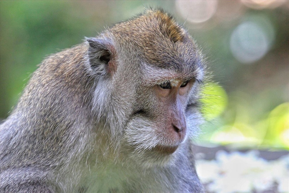 ป่าลิงอูบูด (Sacred Monkey Forest Sanctuary)